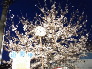 肯定是夜樱花