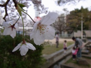 都是花朵
