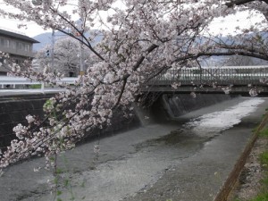 小河垂樱