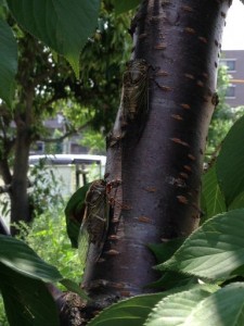 IMG_0418_512
