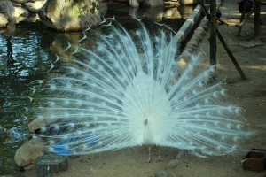DSC_8513